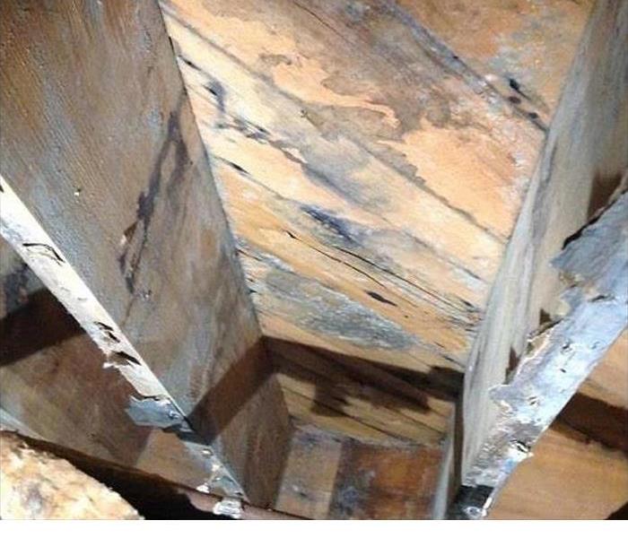 mold infested wood flooring